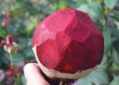 这种水果,果肉鲜红,有2000年种植历史,被称为桃子界的 网红