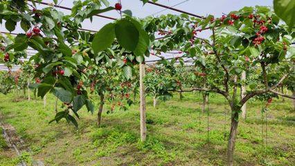 五一采摘季 樱桃正当时 新沟镇街七彩龙珠水果产业园 樱桃园开园