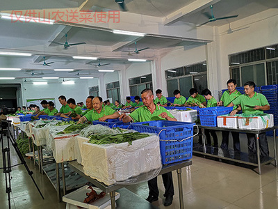 广西工厂蔬菜配送哪家好 山农送菜 无公害 新鲜 政府机关 学校